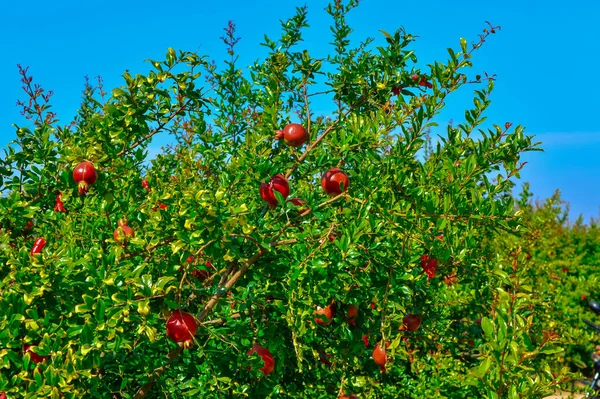 Fruta de romã em uma árvore em um jardim de romã. Foo natural — Fotografia de Stock