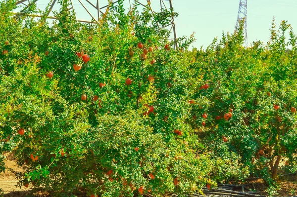 Ağaç dalında olgun nar meyveleri, yakın plan, nar gagası — Stok fotoğraf