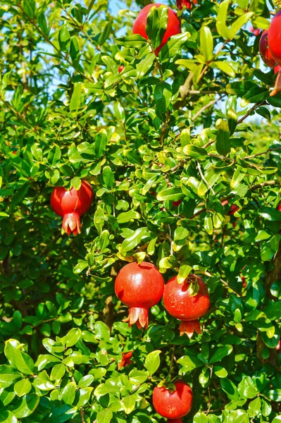 Pomegranate fruits on a branch close up.red ripe pomegranate clo ロイヤリティフリーのストック写真