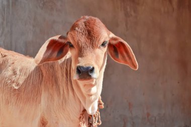 Zebu buzağı çiftlikte, güzel manzaradır girgya, kız inek yavrusu, Hintli Gujarat ineği bebek bakışı, kahverengi ve beyaz renkli kakrej inek yavrusu