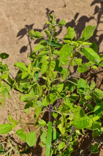 Tulsi Grüne Blätter Ocimum Basilicum Süßes Basilikum Thailändisches Basilikum Ein — Stockfoto