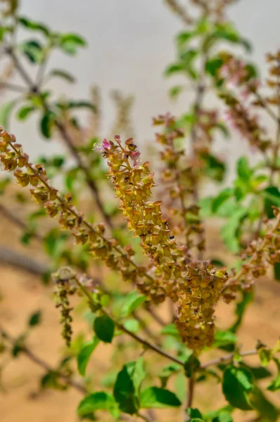 Φυσικό Αγιουρβεδικό Πράσινο Φυτό Ινδικό Τούλι Τούλι Λουλούδι Του Αγίου — Φωτογραφία Αρχείου