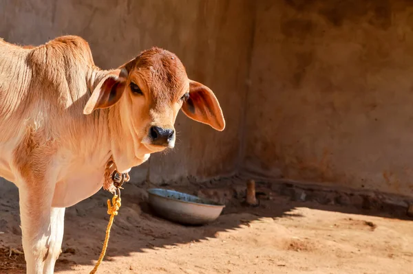 Vache Indienne Dans Les Villages Image Est Veau Son Soi — Photo