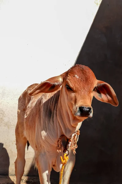 Bétail Amérique Sud Veau Vache Debout Ferme Beau Fond Noir — Photo