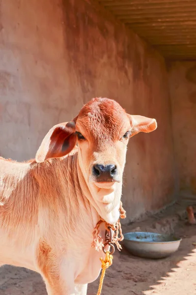 Veau Vache Indien Bétail Vache Dans Ferme Regardez Caméra — Photo