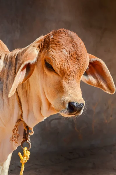 Veau Vache Dans Scène Agricole Inde Visage Bétail Vache Belle — Photo