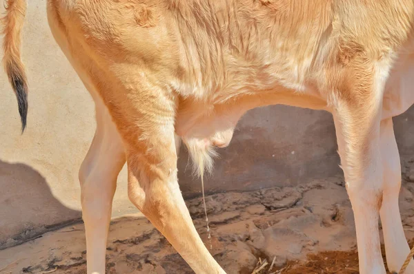 Vache Indienne Urinant Urine Veau Vache — Photo