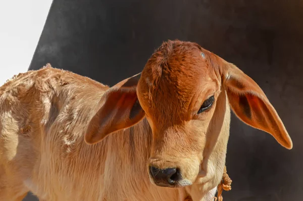 Bétail Dans Scène Ferme Inde Porcelaine Vache Veau Dans Ferme — Photo