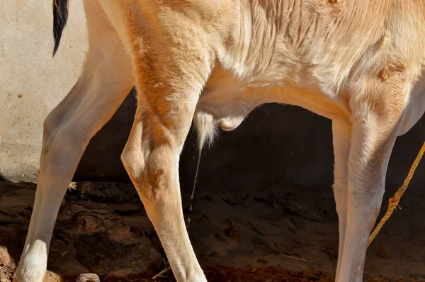 Inek Sidiği Inek Budu Sığır Sidiği Govmutra — Stok fotoğraf