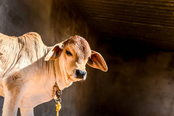 cow calf in farm ,beautiful view of cow calf,brown young cow calf in india