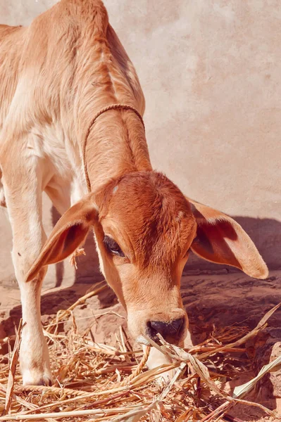 Nek Yiyen Buzağı Süt Çiftliğinde Genç Kahverengi Buzağı Yeni Doğmuş — Stok fotoğraf