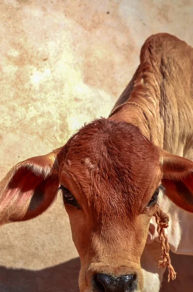 Vache Veau Regardez Caméra Visage Vache Veau Vue Près — Photo