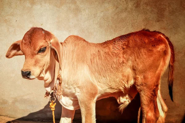 Gir Vache Bébé Veau Belle Vache Veau Amérique Sud — Photo