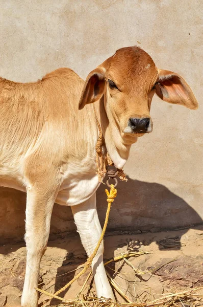 Bachhda Hereford Candidés Bovins Portrait Veau Zébu Aux Grands Yeux — Photo