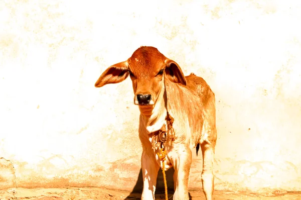 Индийская Корова Теленок Коричневого Цвета Корова Теленок Белый Фон Стены — стоковое фото