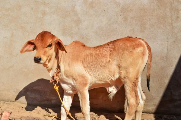 Çiftlikteki Yeni Doğan Buzağılar Afrika Yeni Doğmuş Inek Yavrusu Kahverengi — Stok fotoğraf