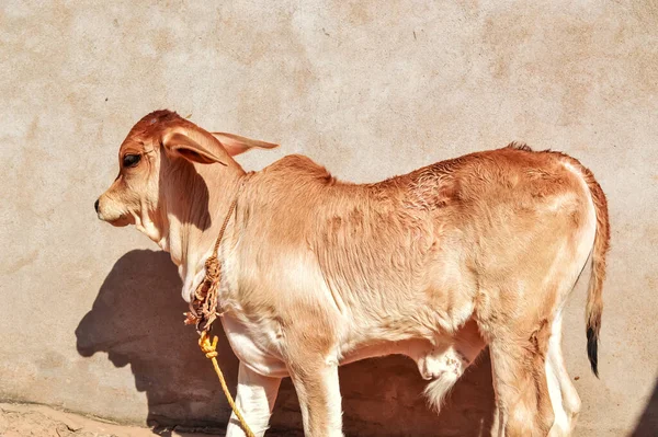 Veau Vache Indienne Debout Ferme Veau Zébu Nouveau Mignon Posé — Photo