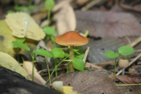 Ozeniy Grib Lesu — Stok fotoğraf