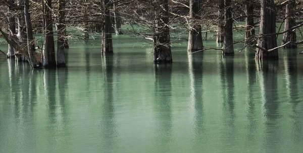 Sumpfzypressen Stehen Ruhigen Wasser Des Sees Und Spiegeln Sich Darin — Stockfoto