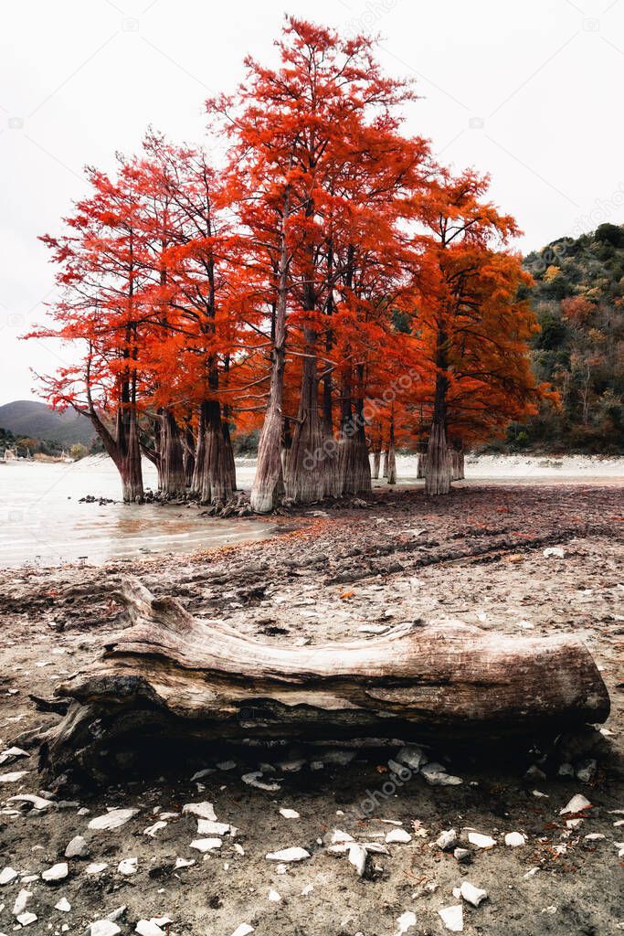 Swamp cypresses with red needles in an autumn landscape on a shallow lake in Sukko. In the foreground lies a tree trunk. Vertical photography.
