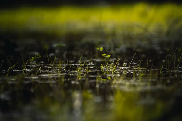 池の水面から草の植生がのぞき見する — ストック写真