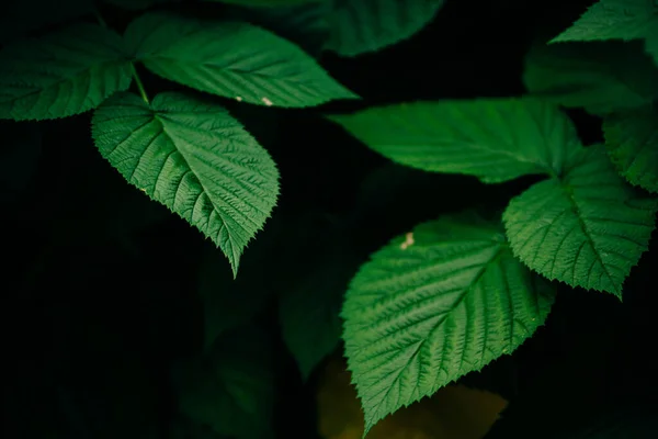Hojas Grandes Arbusto Frambuesa Sobre Fondo Oscuro — Foto de Stock