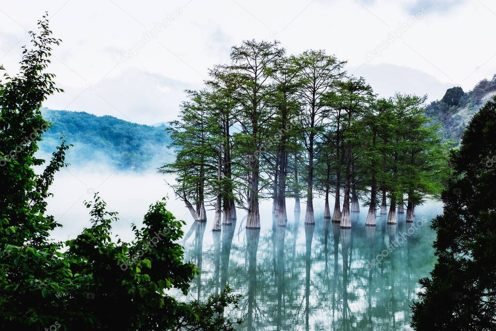 Young swamp cypresses in the morning haze of a mountain lake are reflected in the water