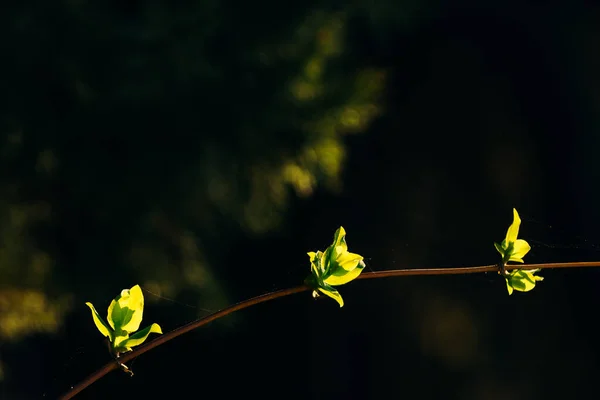 Hojas Verdes Jóvenes Una Delgada Rama Marrón Floreció Primavera Bosque — Foto de Stock