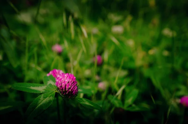 Pink Flower Field Clover Blossomed Green Grass Leaves Clover Flowers — Stock Photo, Image