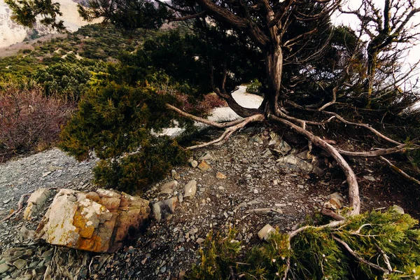 Long Roots Sprawling Juniper Tree Lush Coniferous Green Crown Stretch — Stock Photo, Image