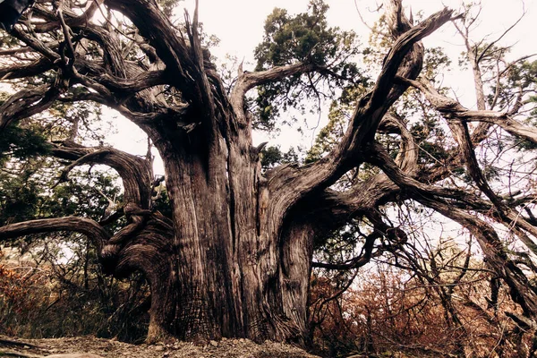 Huge ancient juniper in Utrish reserve in Russia. A large coniferous semi-dry tree was broken by lightning, but still alive. The old master of the forest.