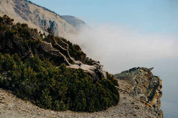 На скалистой скале Утришского заповедника в России растет можжевельник с пышным хвойным деревом, деформированным порывами ветра. Туман с моря приближается к горам вдалеке
.