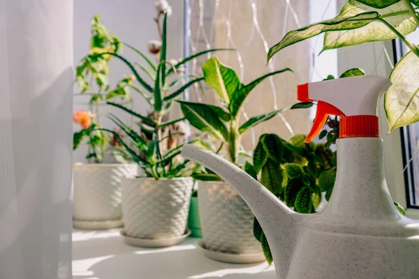 Different variegated indoor plants in white pots stand on a white windowsill in an apartment on the top floor. Nearby is a white watering can for watering flowers. A bright sun shines from the window.