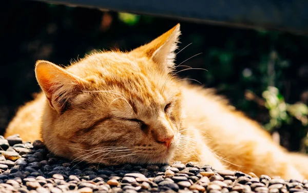 Gato Vermelho Jaz Dorme Descansando Cabeça Borda Calçada Aquecendo Luz — Fotografia de Stock