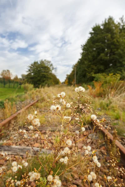 Podzimní kvítí. Příroda na podzim v Evropě. — Stock fotografie