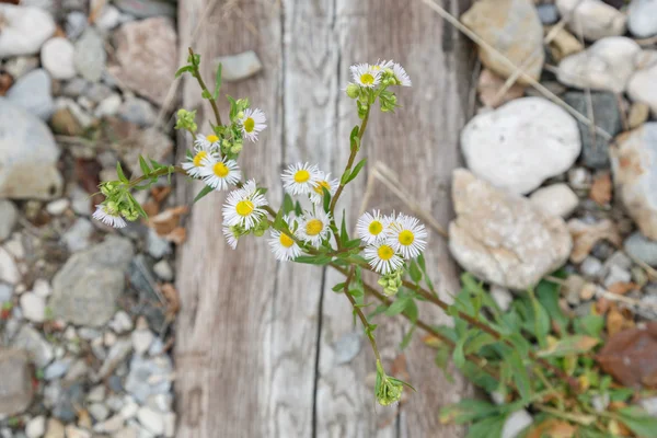 Herfst wilde bloemen. natuur herfst in Europa. — Stockfoto