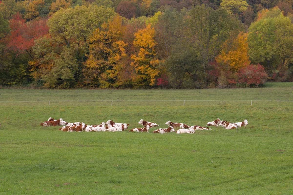 sonbahar manzara. Avrupa yaşam tarzı. İnekler çayırda otlatma.