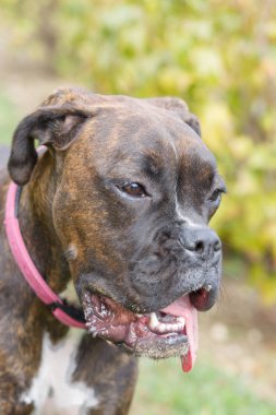 Pembe Yaka boksör doğurmak köpek. portre evcil hayvan köpek