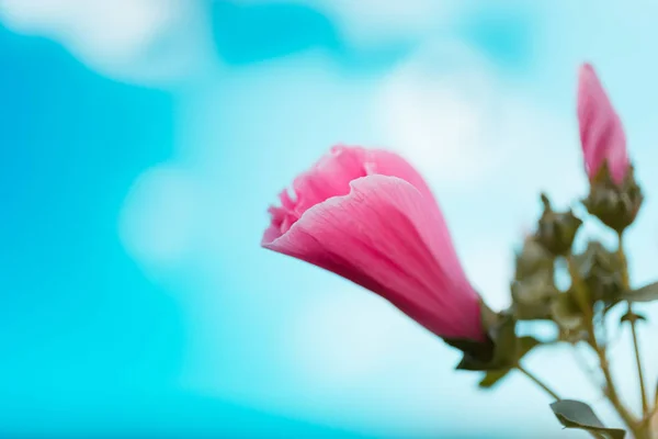 Flor de malva rosa em um fundo de céu. flor brilhante dia de verão broto. lat. Malvaceae, Mlva — Fotografia de Stock