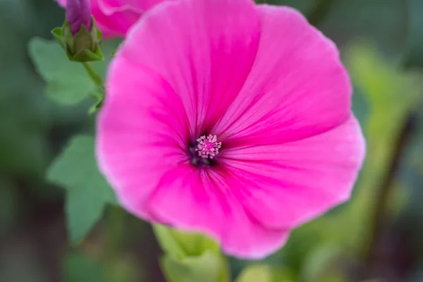 Rosa Flor Malva Sobre Fondo Hierba Brote Flor Brillante Del — Foto de Stock