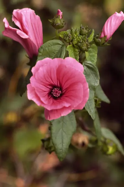 Rosa flor de malva sobre un fondo de hierba. brillante flor brote día de verano. Lat. Malvaceae, Mlva — Foto de Stock