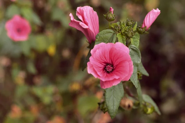 Rosa flor de malva sobre un fondo de hierba. brillante flor brote día de verano. Lat. Malvaceae, Mlva — Foto de Stock