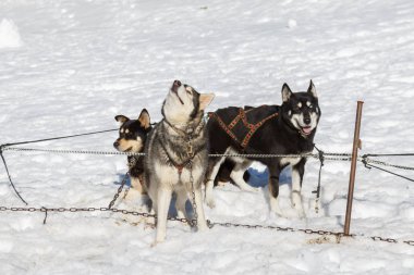 Husky köpek kar arka plan üzerinde bir gezintiye. dağlarda ücretsiz ulaşım.