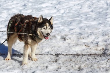 Husky köpek kar arka plan üzerinde bir gezintiye. dağlarda ücretsiz ulaşım.
