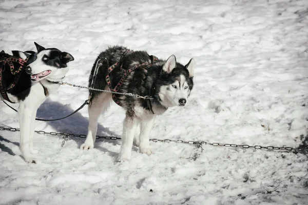Husky hond voor een ritje in een slee in de winter op sneeuw achtergrond. gratis openbaar vervoer in de bergen. — Stockfoto