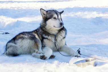Husky köpek kar arka plan üzerinde bir gezintiye. ücretsiz ulaşım mountains.color resimdeki mavi tonlama ile