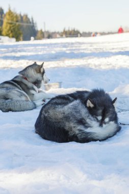 Husky köpek kar arka plan üzerinde bir gezintiye. ücretsiz ulaşım mountains.color resimdeki mavi tonlama ile