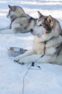 Husky köpek kar arka plan üzerinde bir gezintiye. ücretsiz ulaşım mountains.color resimdeki mavi tonlama ile