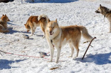 Husky köpek kar arka plan üzerinde bir gezintiye. dağlarda ücretsiz ulaşım.