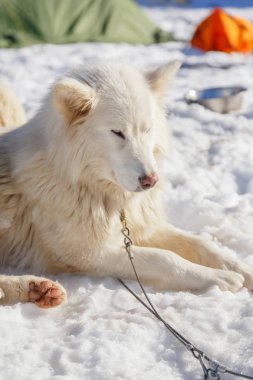 Husky köpek kar arka plan üzerinde bir gezintiye. dağlarda ücretsiz ulaşım.